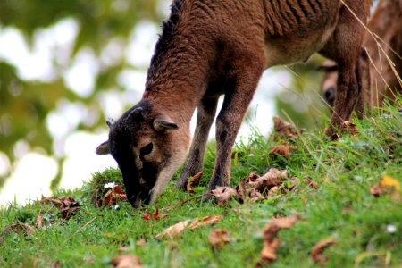 Fauna Wildlife Grazing Grass