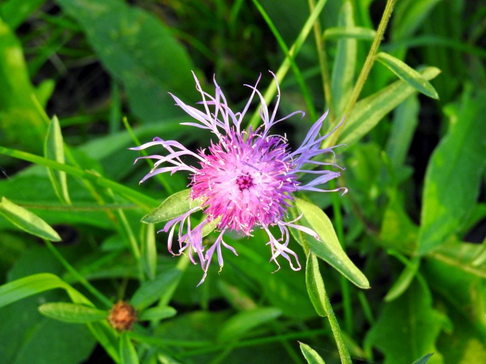 Flower Plant Flora Silybum