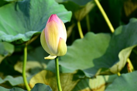 Flower Lotus Sacred Lotus Plant photo