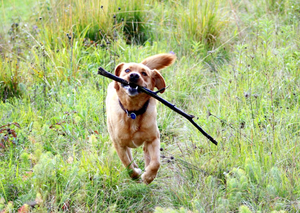 Dog Dog Like Mammal Grass Dog Breed