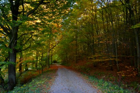 Nature Woodland Leaf Path