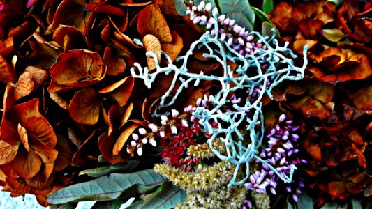 Leaf Plant Organism