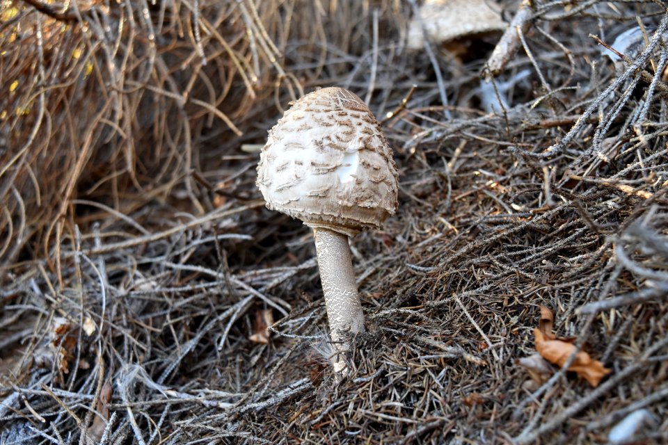 Mushroom Fungus Edible Mushroom Agaricomycetes photo