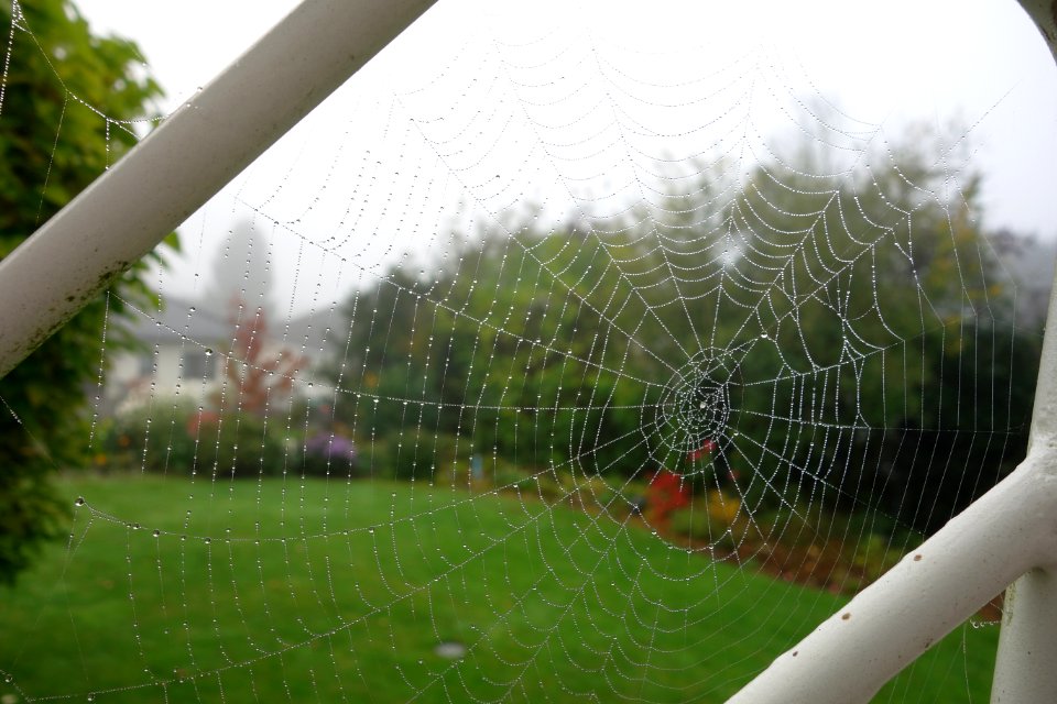 Spider Web Grass Tree Landscape