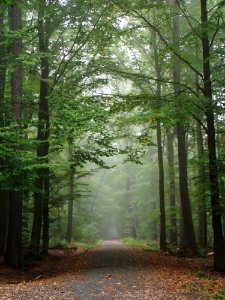 Woodland Forest Nature Ecosystem photo