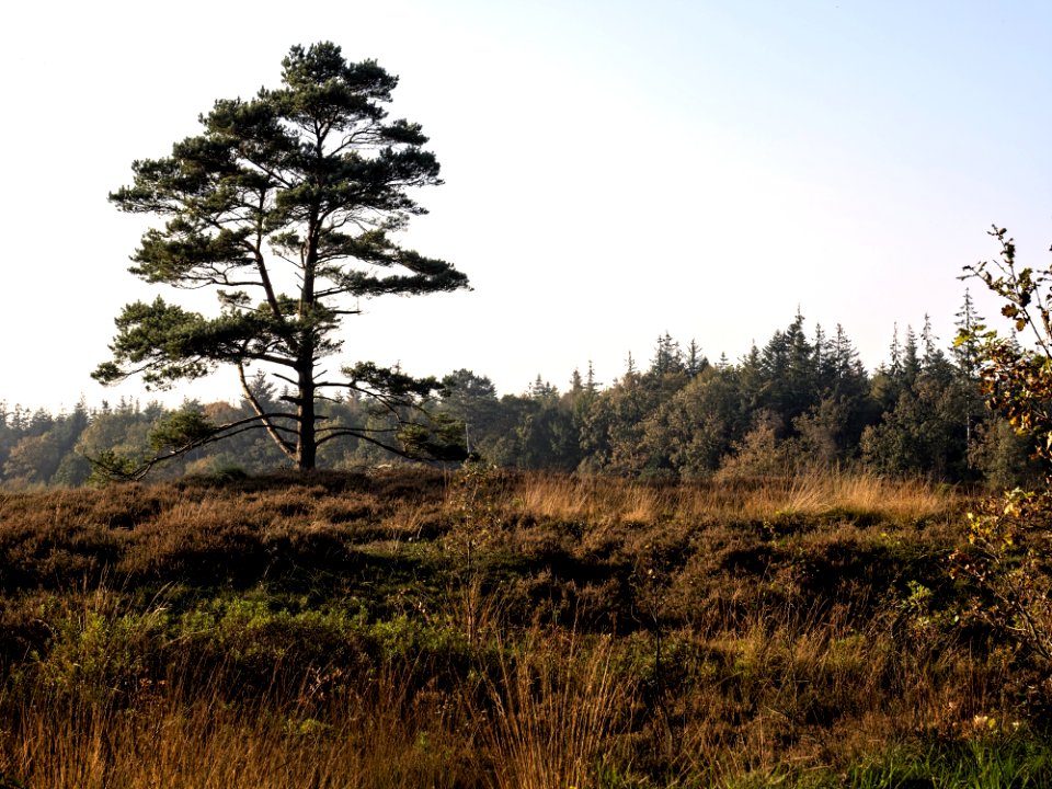 Tree Ecosystem Wilderness Vegetation