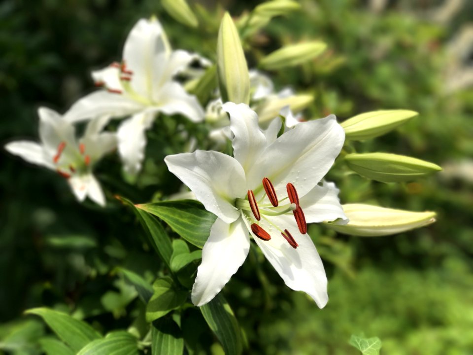Flower Plant Lily Flora