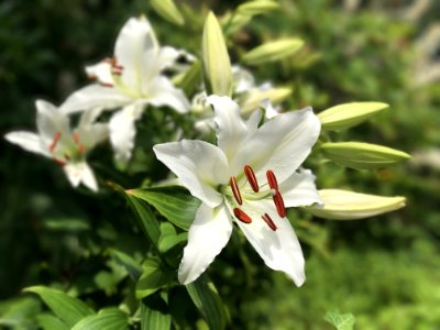 Flower Plant Lily Flora