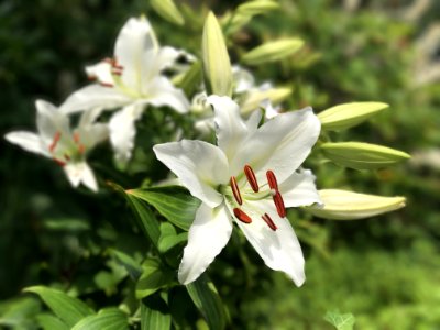 Flower Plant Lily Flora photo