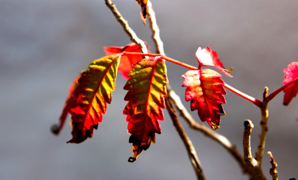 Red Leaf Flora Close Up