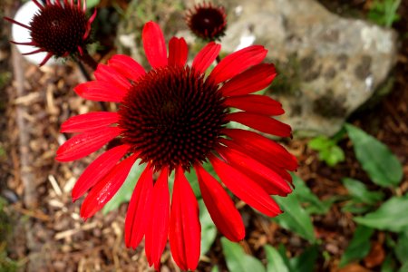 Flower Coneflower Plant Flora