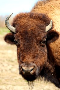 Bison Cattle Like Mammal Terrestrial Animal Wildlife photo