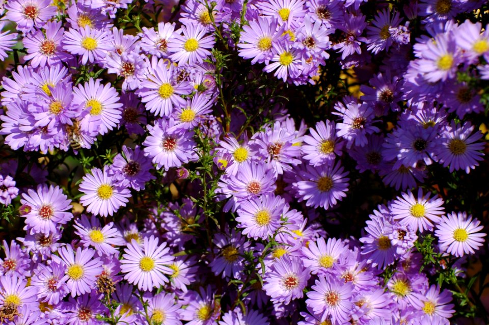 Flower Plant Aster Flowering Plant
