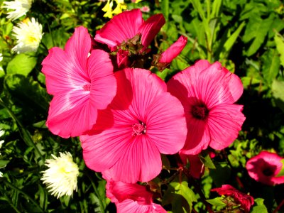 Flower Plant Pink Flowering Plant