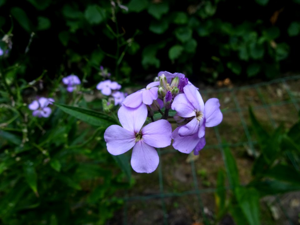Flower Plant Flora Flowering Plant