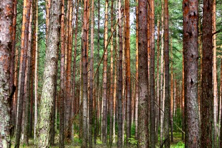 Ecosystem Tree Woodland Spruce Fir Forest photo