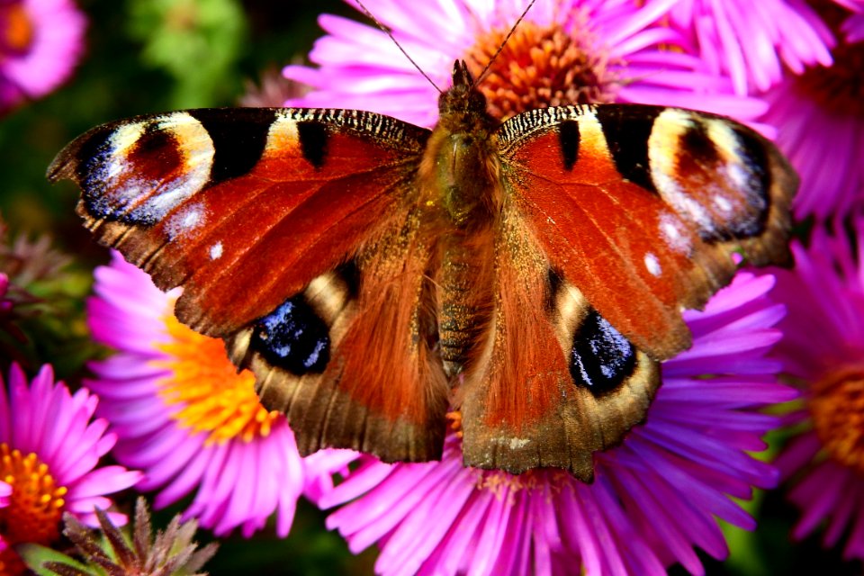 Butterfly Moths And Butterflies Flower Insect