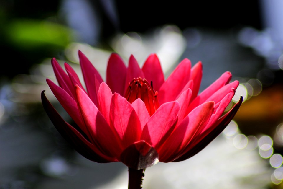 Flower Red Pink Flora