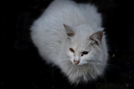 Cat White Whiskers Mammal