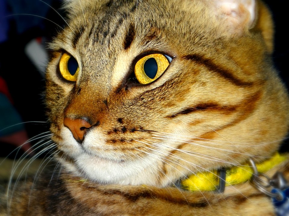 Cat Whiskers Fauna Mammal