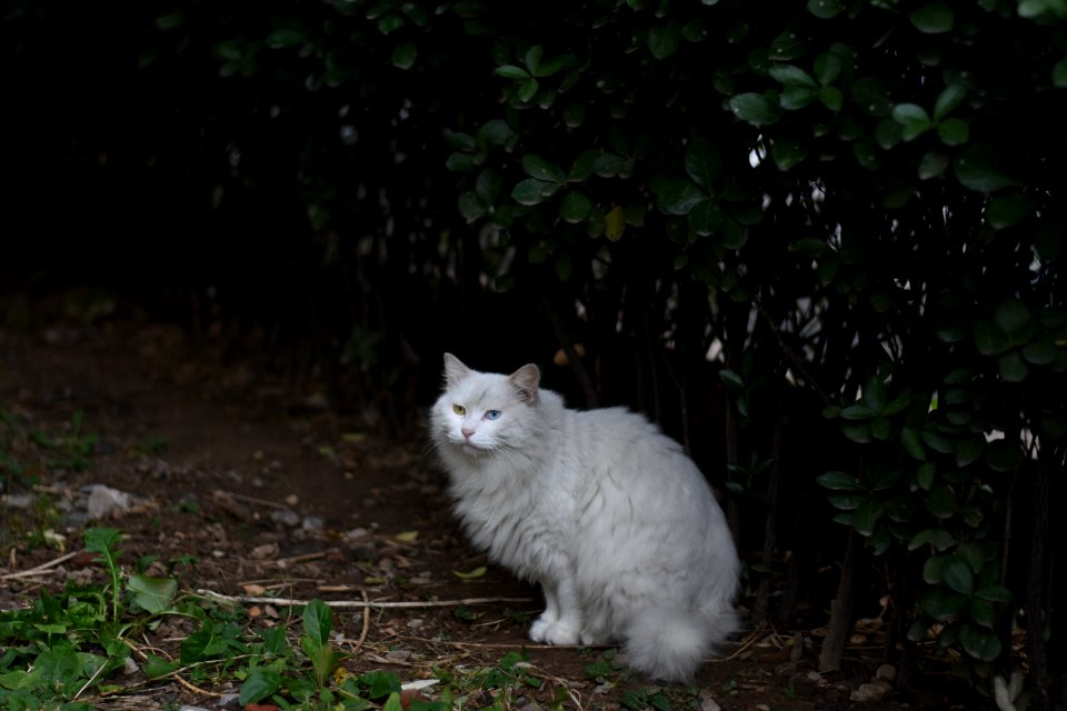 Cat Small To Medium Sized Cats Cat Like Mammal Grass