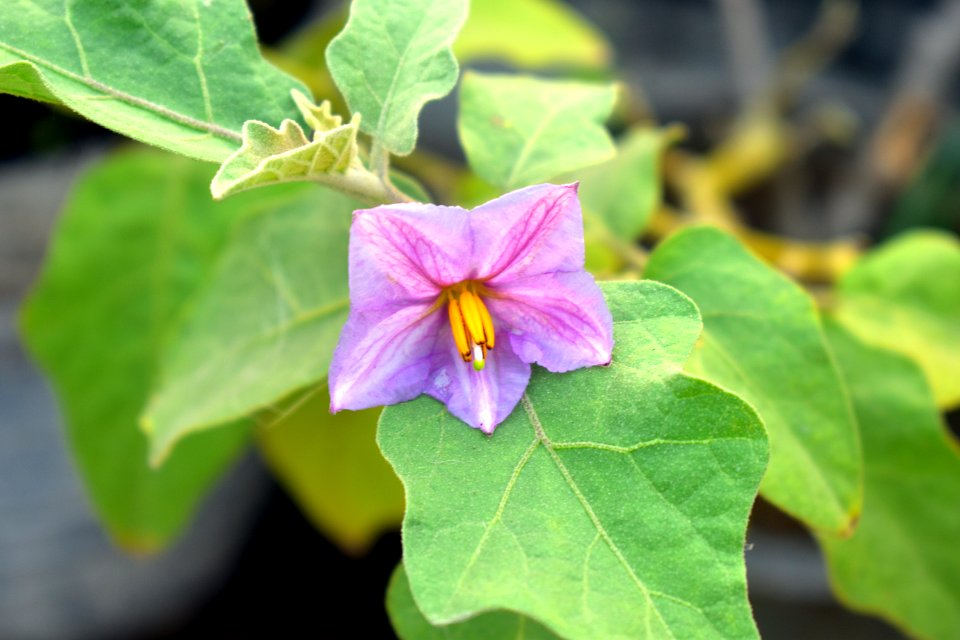 Flower Plant Flora Annual Plant