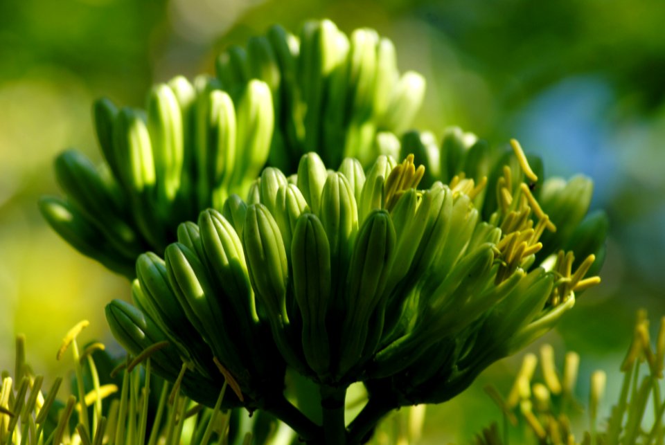 Vegetation Plant Grass Flower