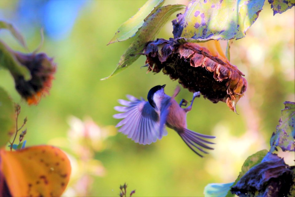 Bee Purple Flora Nectar