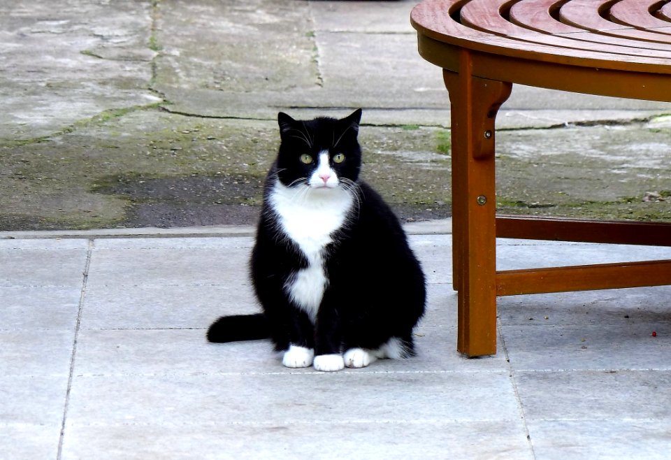 Cat Small To Medium Sized Cats Cat Like Mammal Whiskers