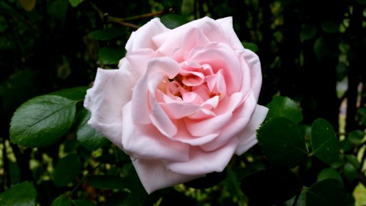 Rose Flower Rose Family Pink