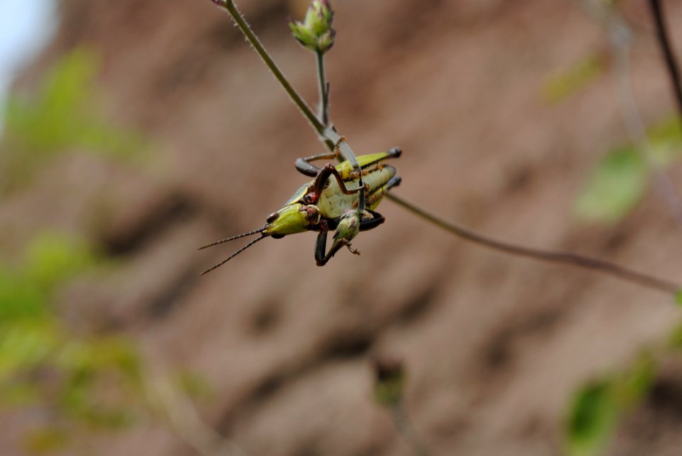 Insect Fauna Invertebrate Flora