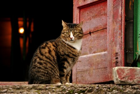 Cat Fauna Mammal Small To Medium Sized Cats