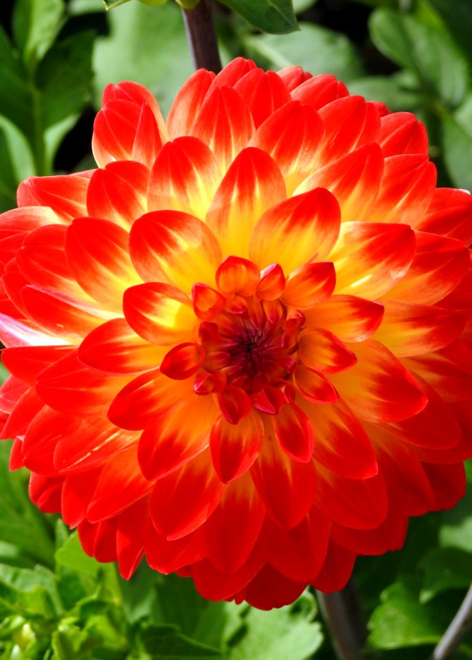 Flower Plant Dahlia Petal