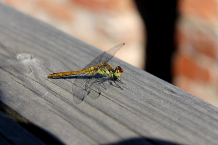 Insect Fauna Invertebrate Dragonfly