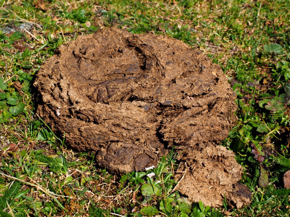 Soil Grass Rock Tree Stump