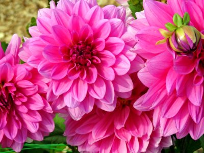 Flower Pink Plant Dahlia photo