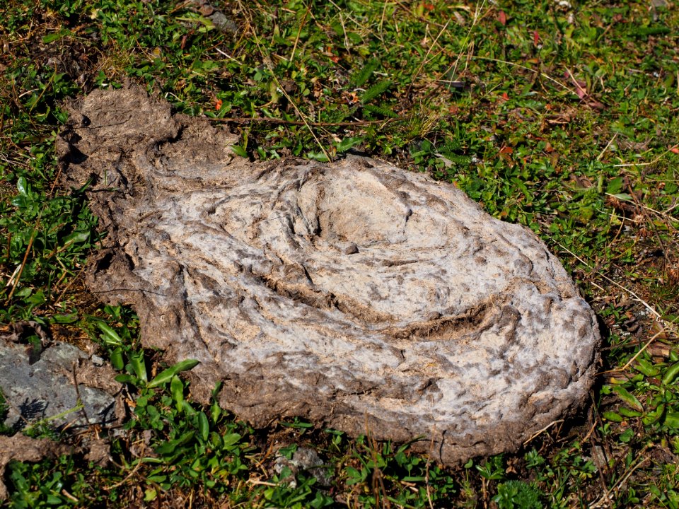 Rock Grass Bedrock Tree