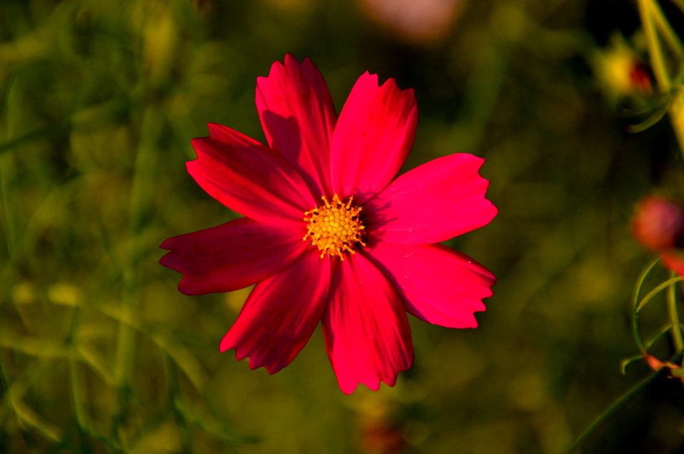 Flower Garden Cosmos Flora Flowering Plant