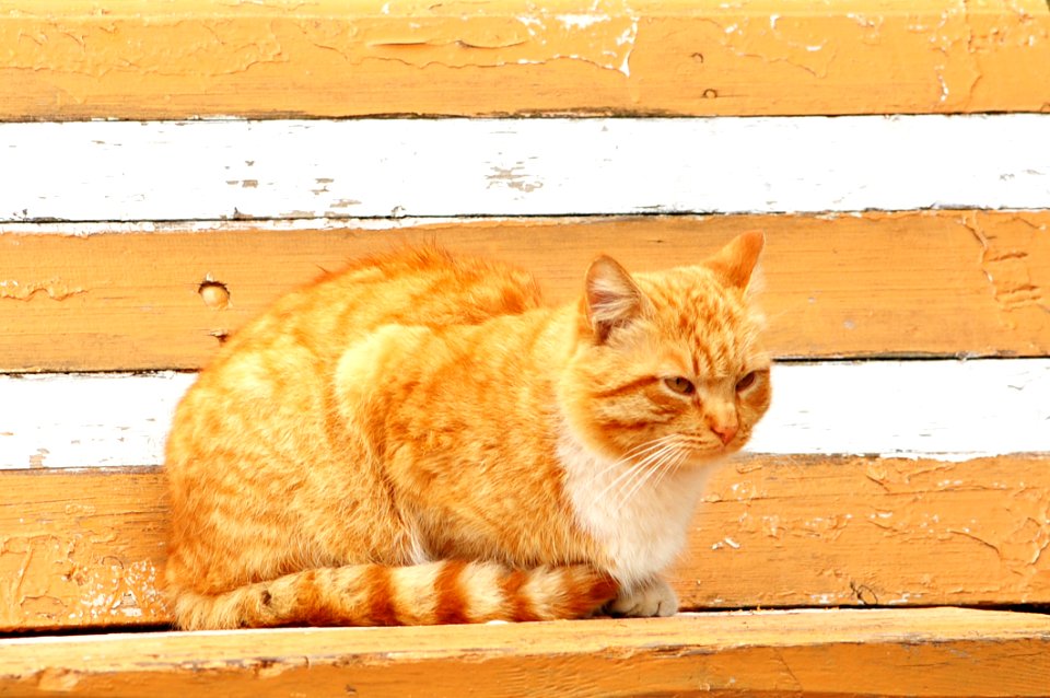 Cat Small To Medium Sized Cats Fauna Whiskers