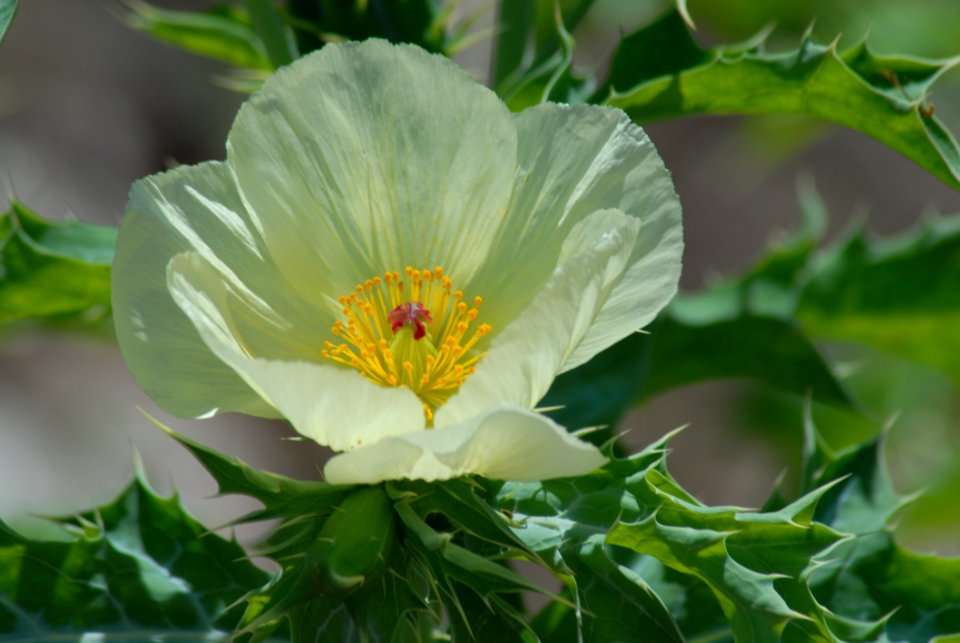 Flower Plant Wildflower Flowering Plant
