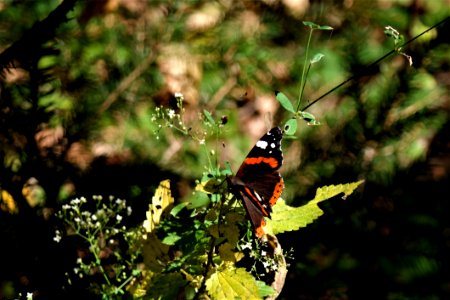 Insect Ecosystem Butterfly Moths And Butterflies