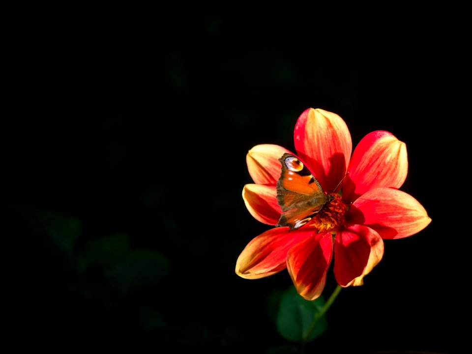 Flower Nectar Flora Insect