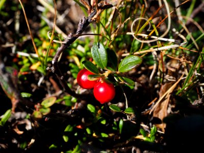 Plant Berry Lingonberry Fruit photo