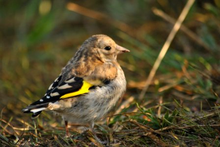 Bird Finch Fauna Beak photo
