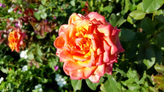 Rose Flower Rose Family Plant photo