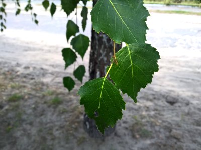 Leaf Plant Tree Branch photo
