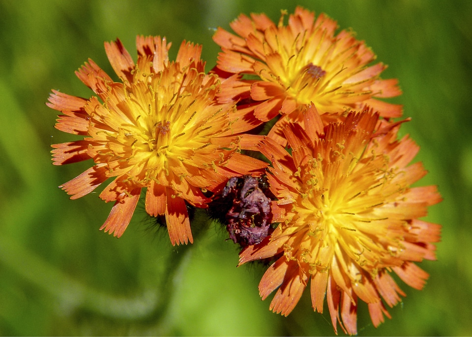 Red wild flower meadow