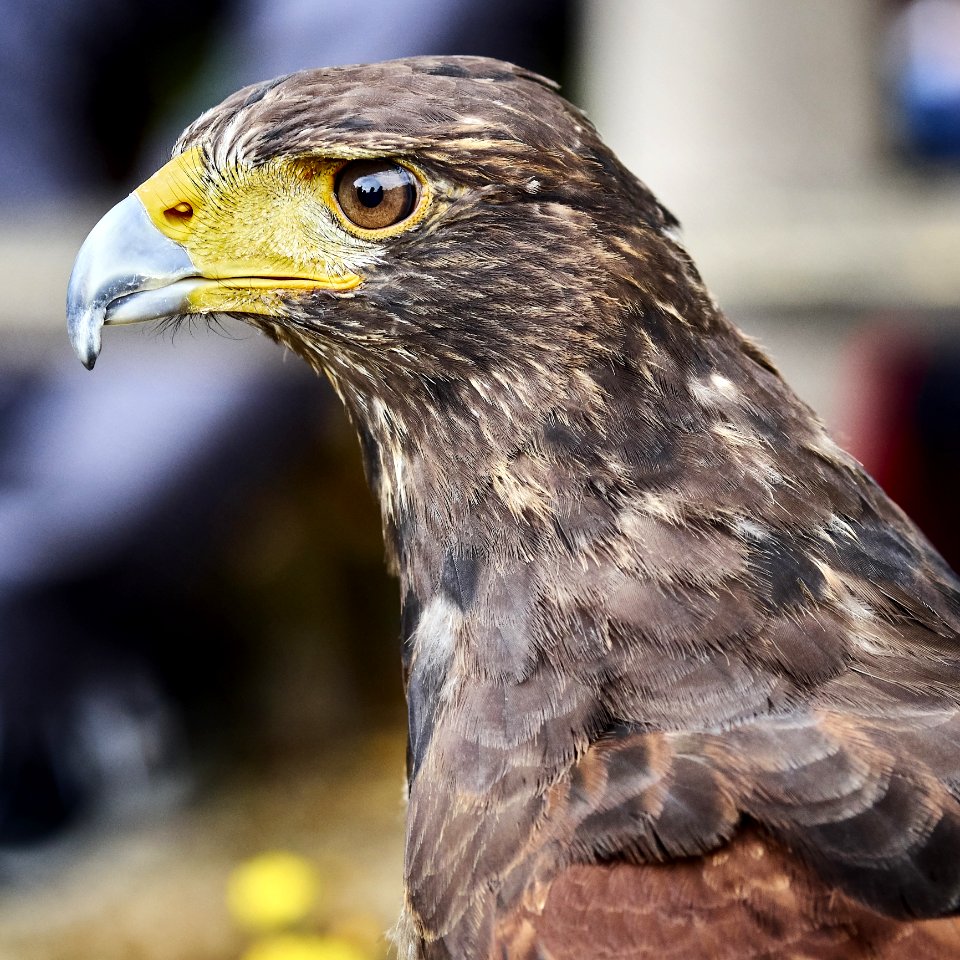 Beak Bird Hawk Fauna