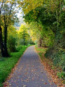 Path Road Leaf Nature