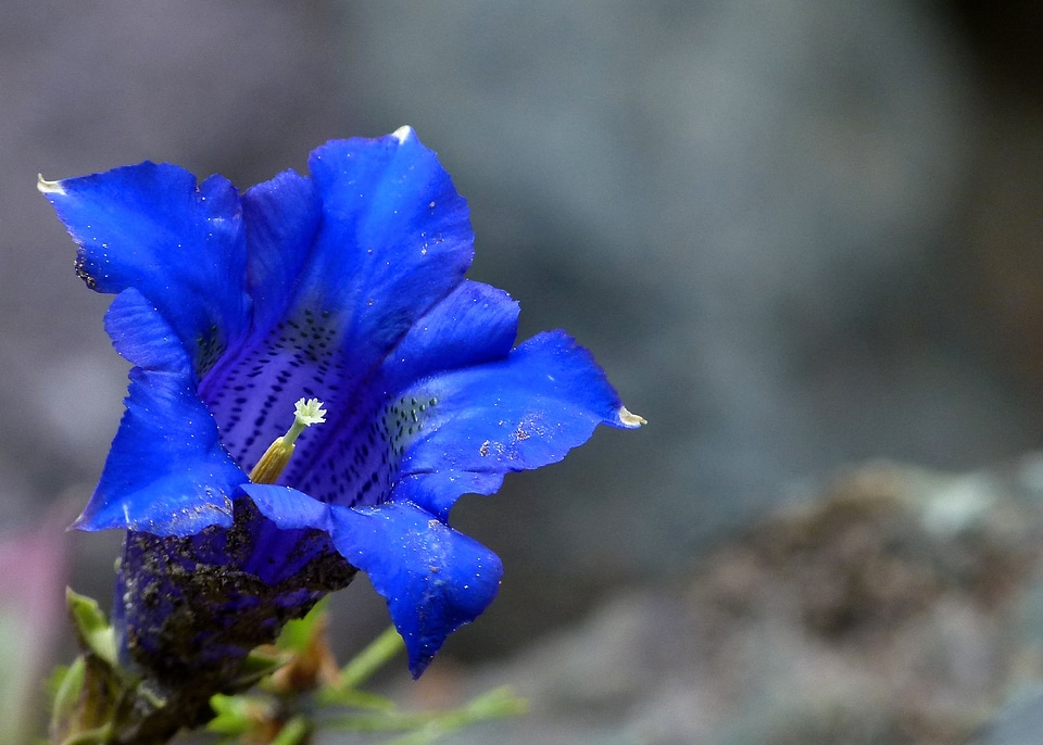 Nature mountain plant
